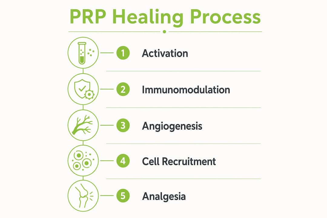 Infographic illustrating stages of PRP healing process