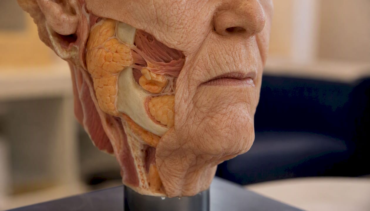 Close-up of anatomical model showing lower face structures