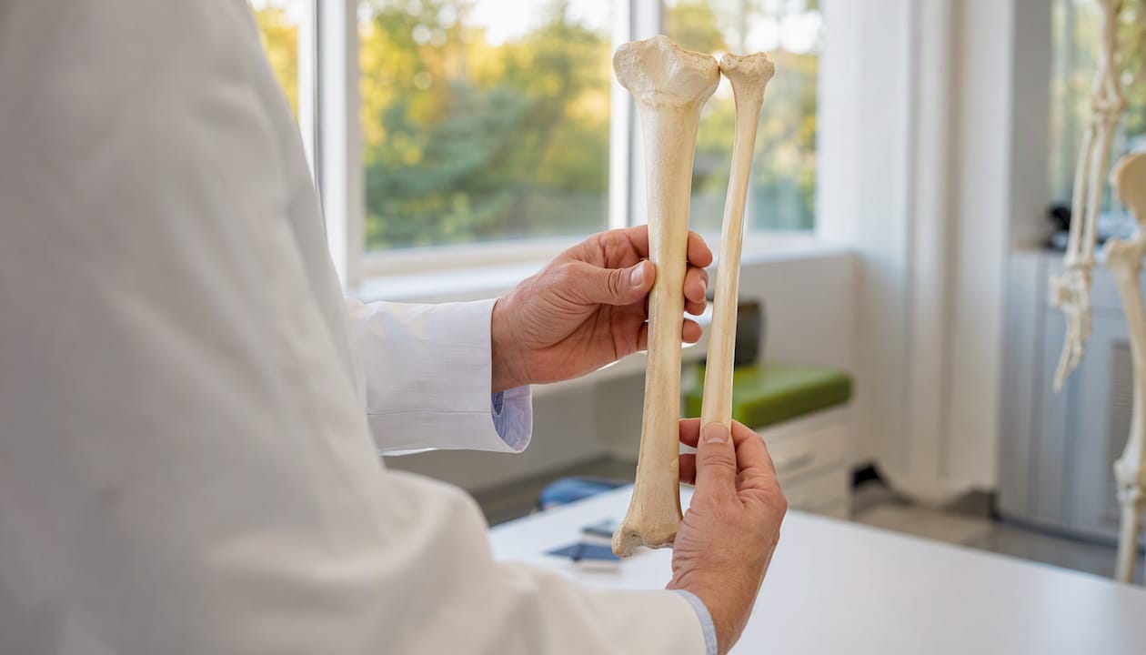 Close-up of tibia and fibula bone models in hand