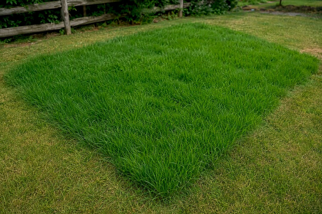 Unusually lush grass marking a drain field