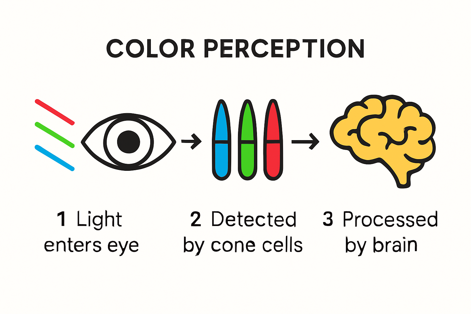 Diagram of human eye color perception process