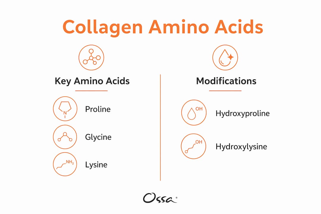 Infographic comparing key amino acids and modifications in collagen