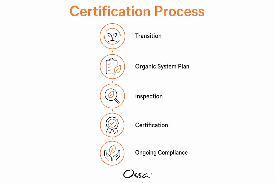 Infographic illustrating steps of organic certification process