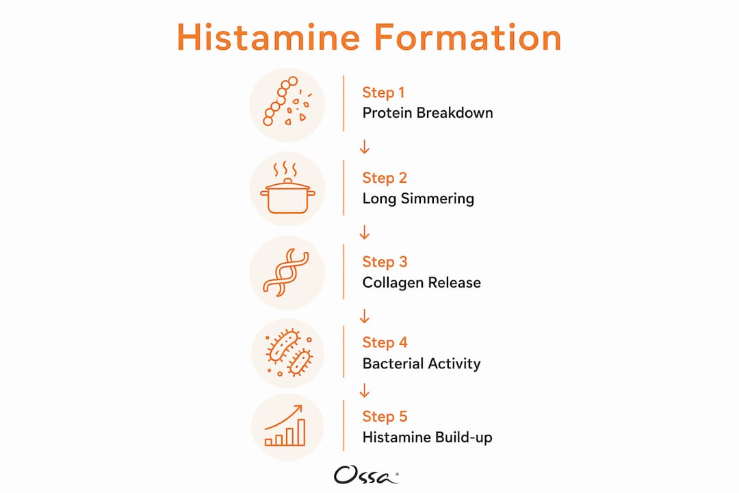 Infographic illustrating histamine formation steps in bone broth