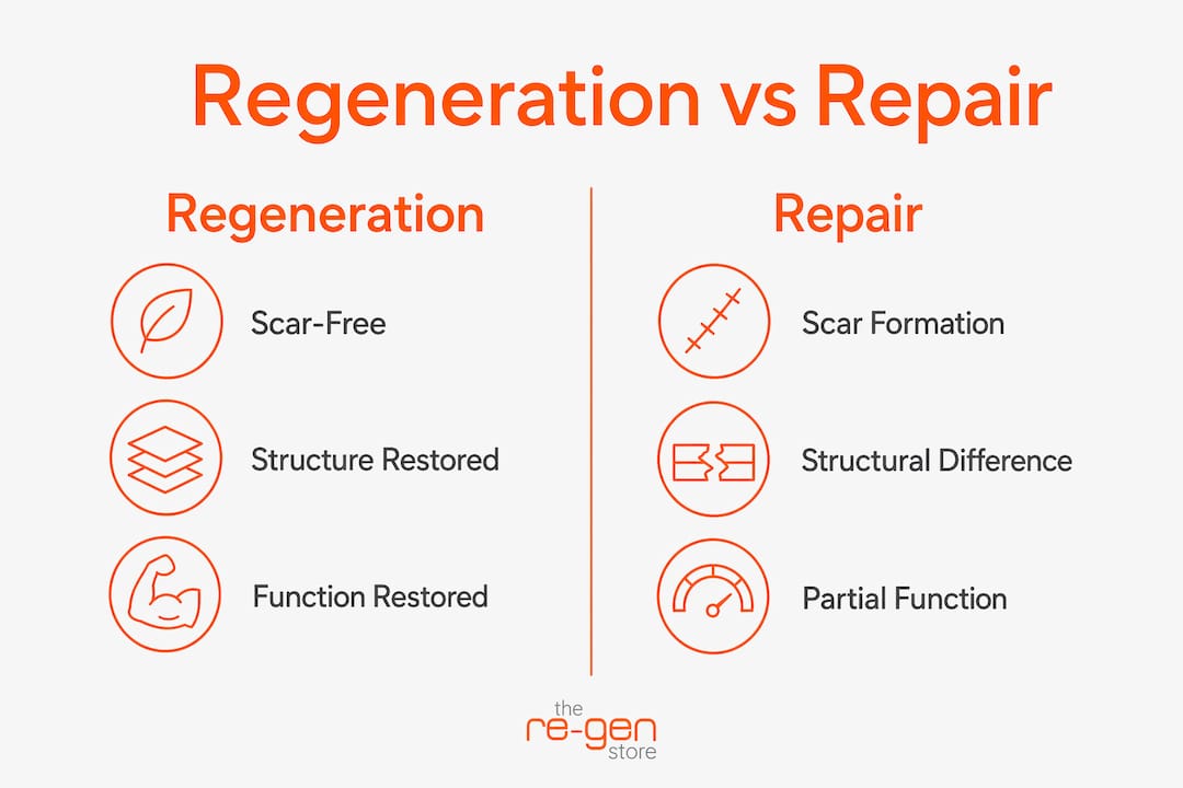 Infographic comparing tissue regeneration and repair