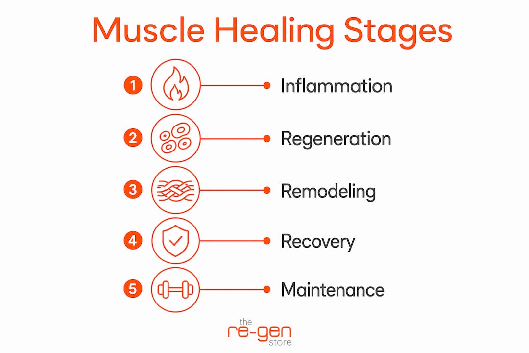Infographic showing muscle healing stages process