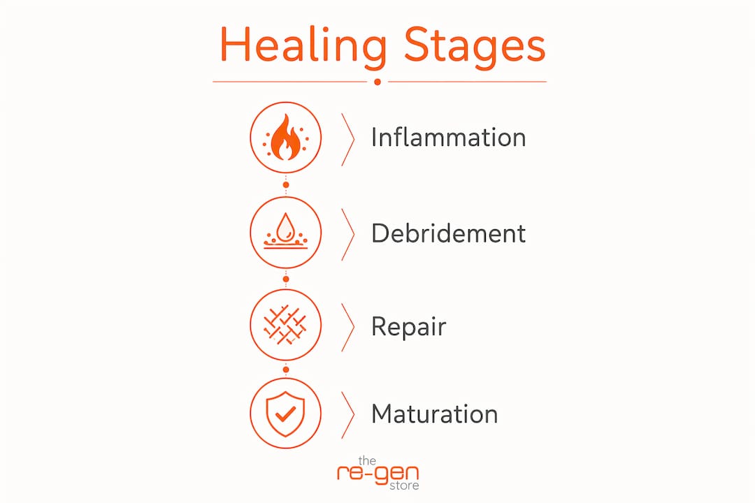 Infographic showing pet wound healing stages