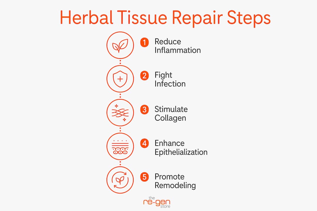 Infographic showing key steps in herbal tissue repair