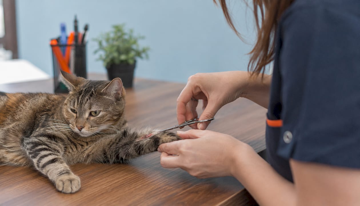 Hands clipping cat’s fur near wound