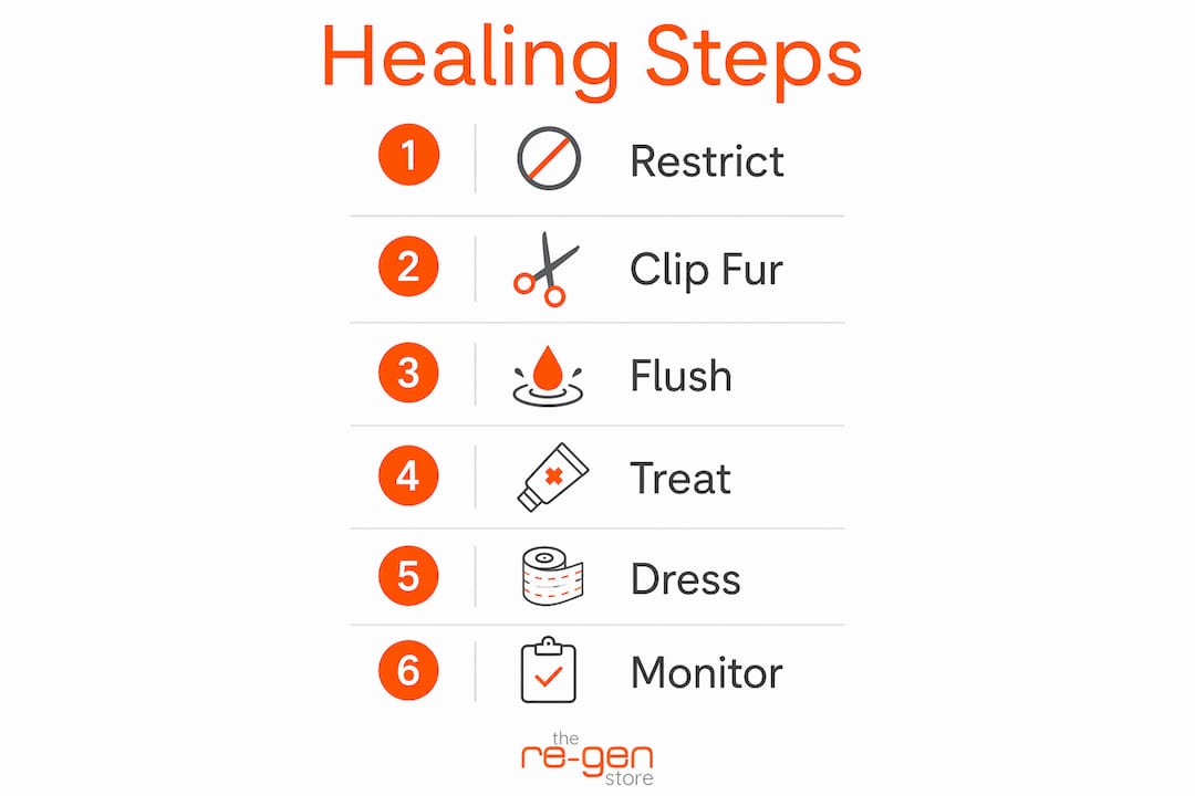 Infographic showing step-by-step pet wound healing process