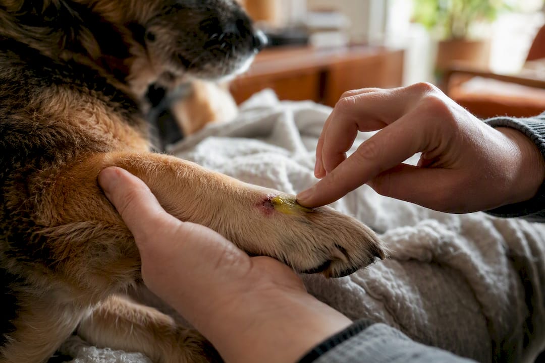 Hand applying natural ointment on dog's paw wound