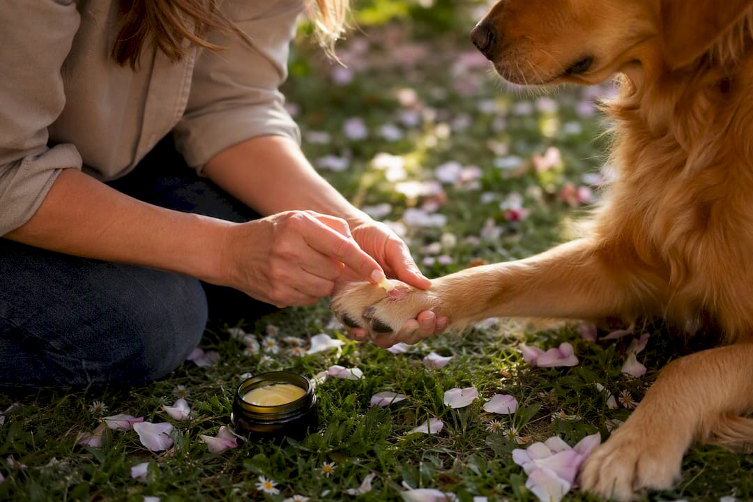 Hands applying ointment on dog's paw wound