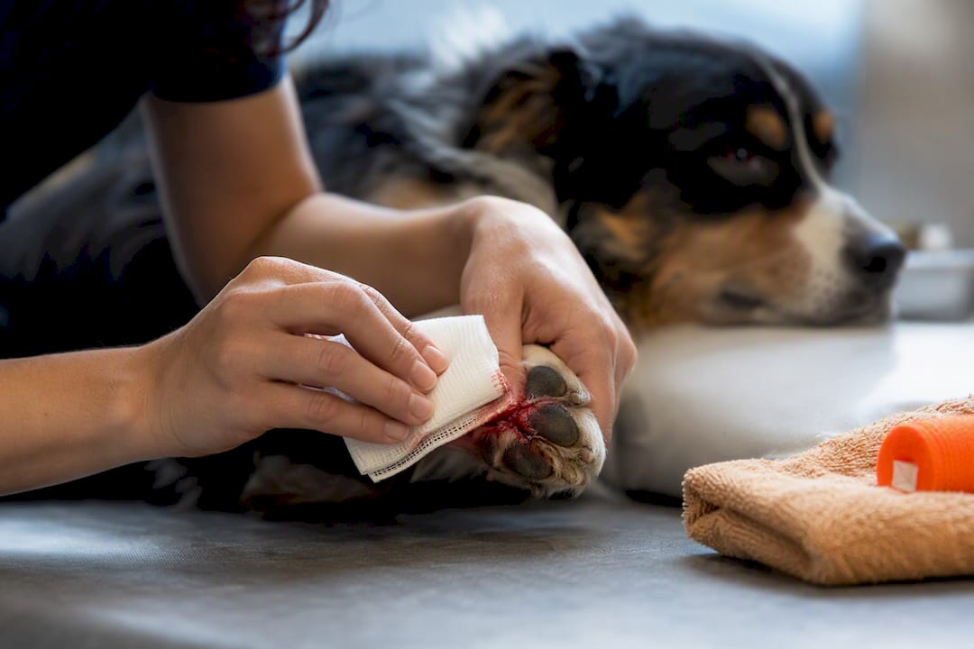 Caregiver applying pressure to bleeding dog paw