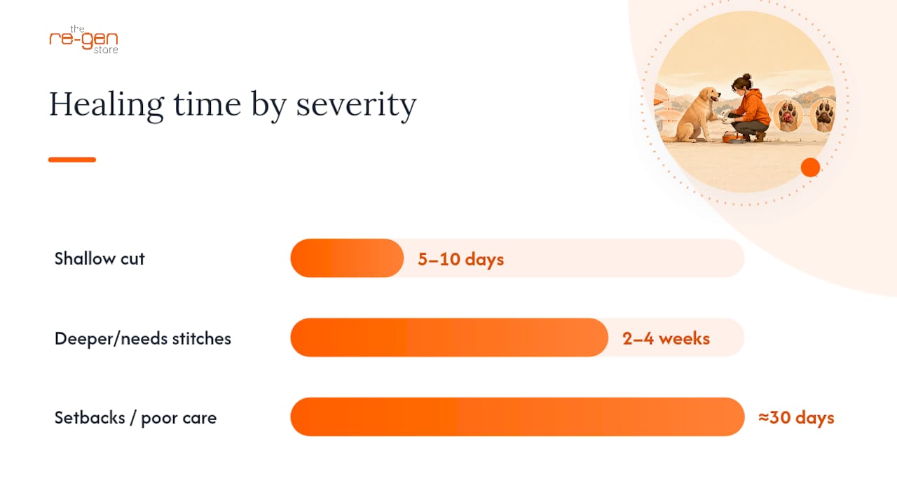 How Long Does a Dog's Paw Pad Cut Take to Heal? — overview diagram