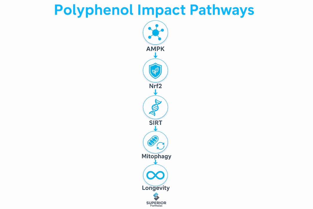 Infographic illustrating polyphenol impact pathways on mitochondria and aging