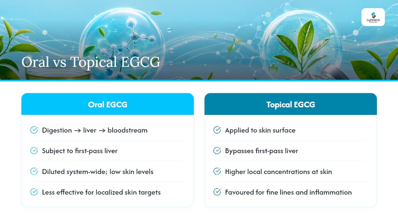 Oral and topical EGCG delivery pathways