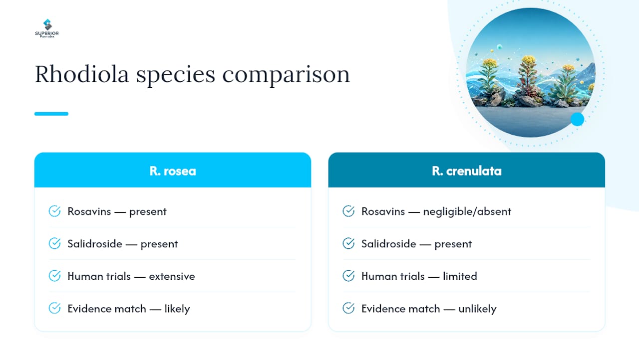 Comparison of Rhodiola rosea and crenulata extracts