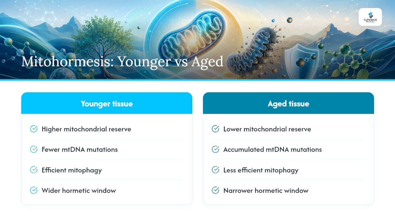 What Role Does Mitohormesis Play in Aging? — overview diagram