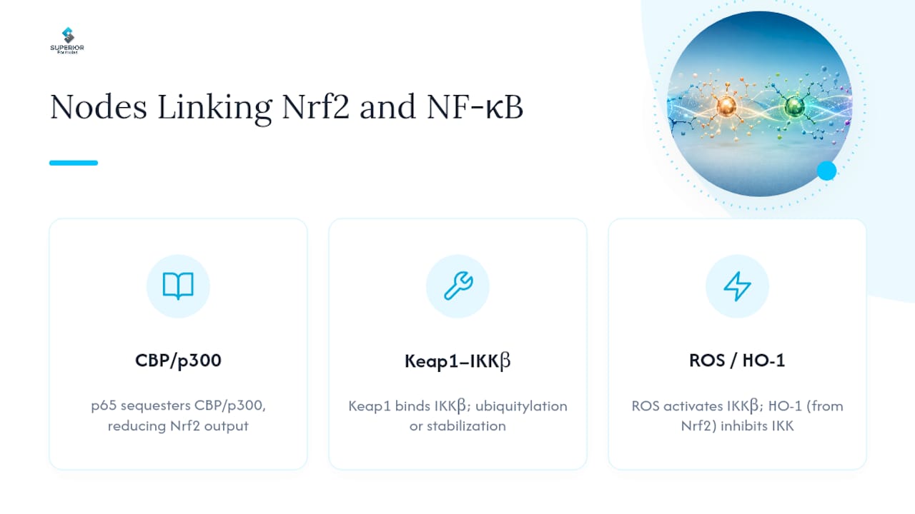 The Molecular Mechanisms Linking Nrf2 and NF-κB Signaling — overview diagram