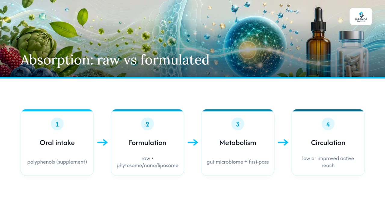 Polyphenol delivery pathways and bioavailability comparison