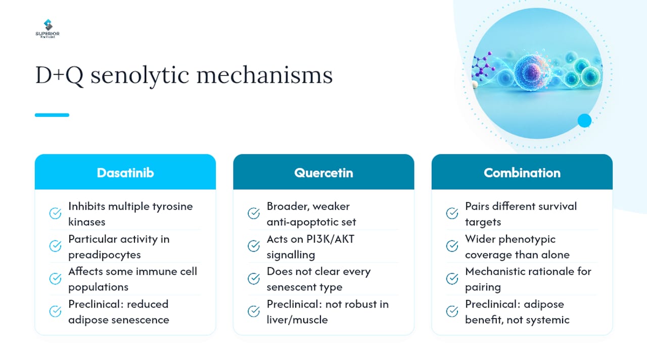 How Dasatinib and Quercetin Clear Senescent Cells — overview diagram