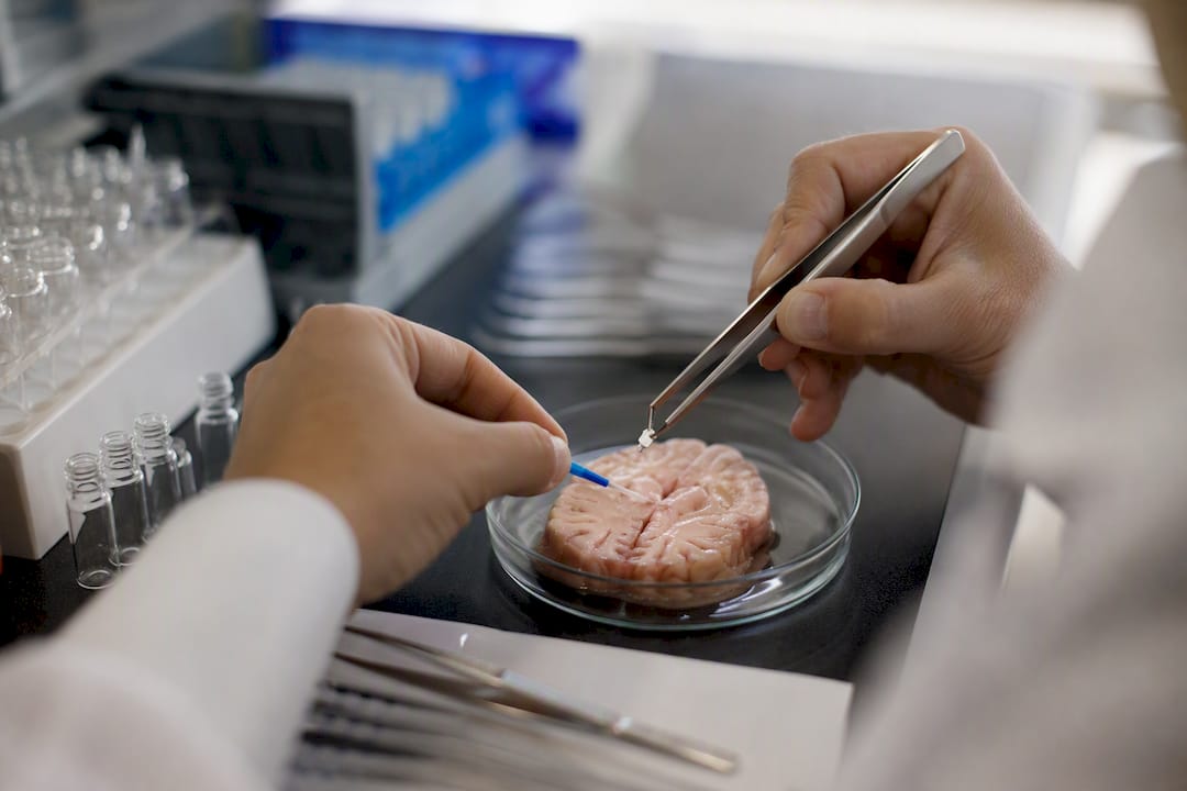 Hands performing peptide microextraction on tissue slice