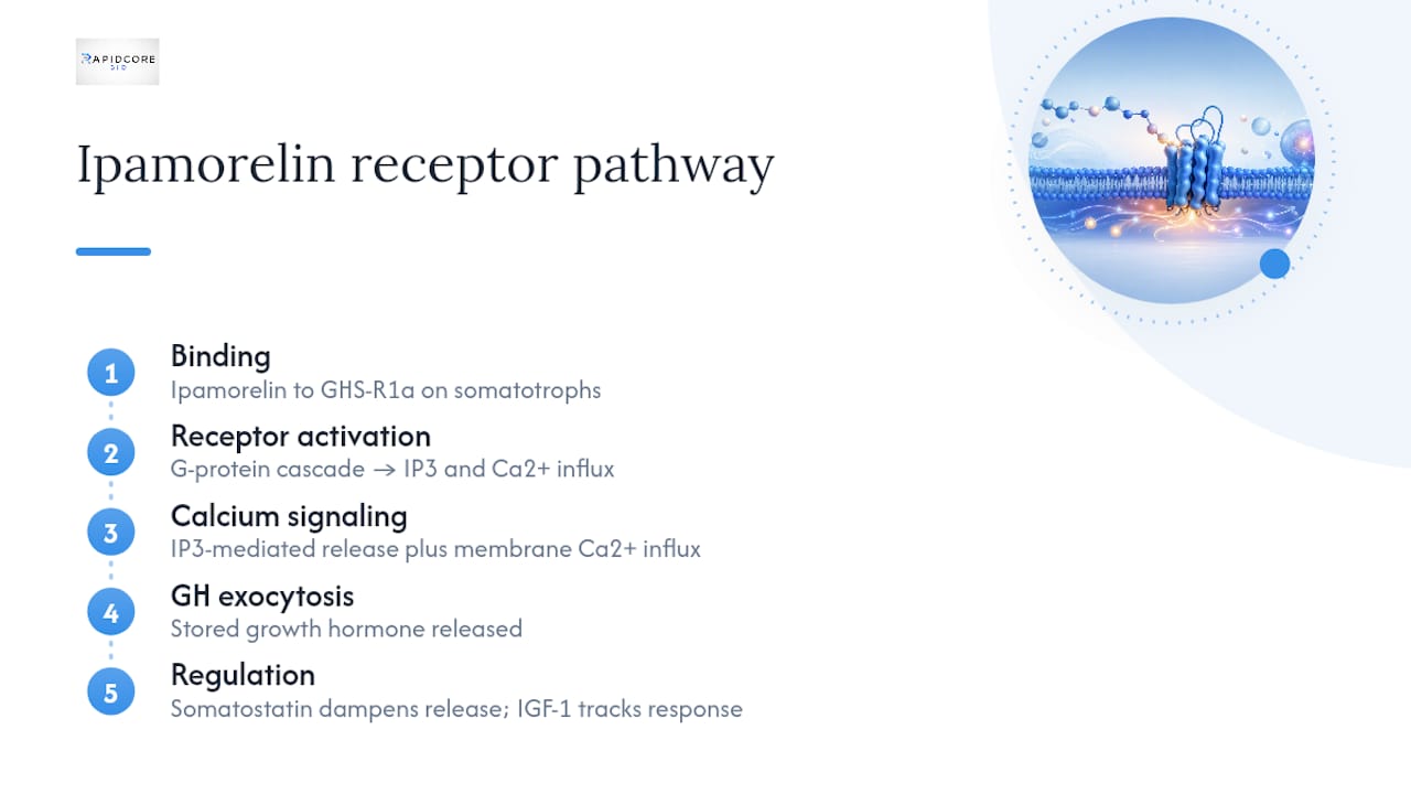 Diagram of ipamorelin receptor level mechanism