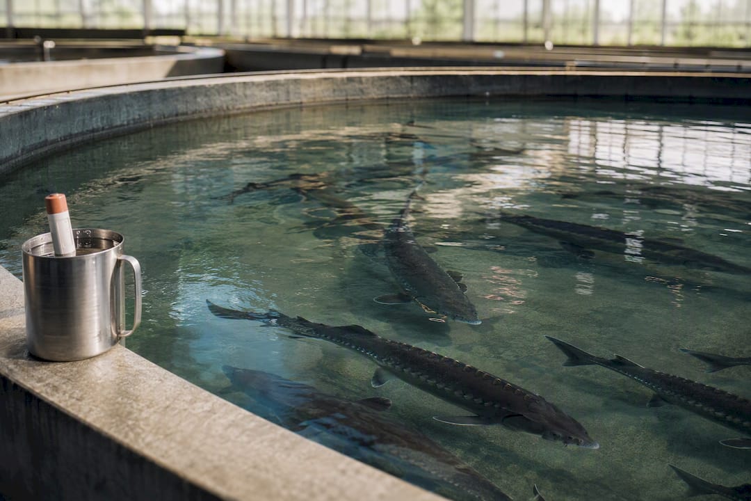 Farmed sturgeon in a controlled aquaculture tank