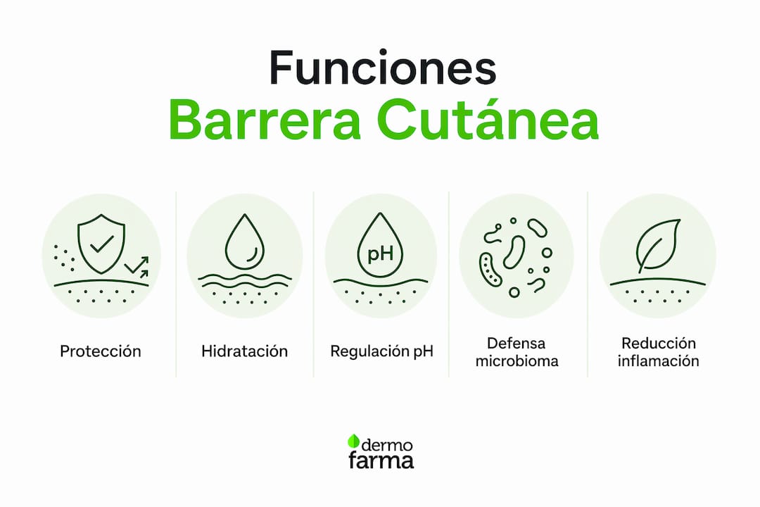Infografía que presenta, de forma vertical, las principales funciones de la barrera de la piel