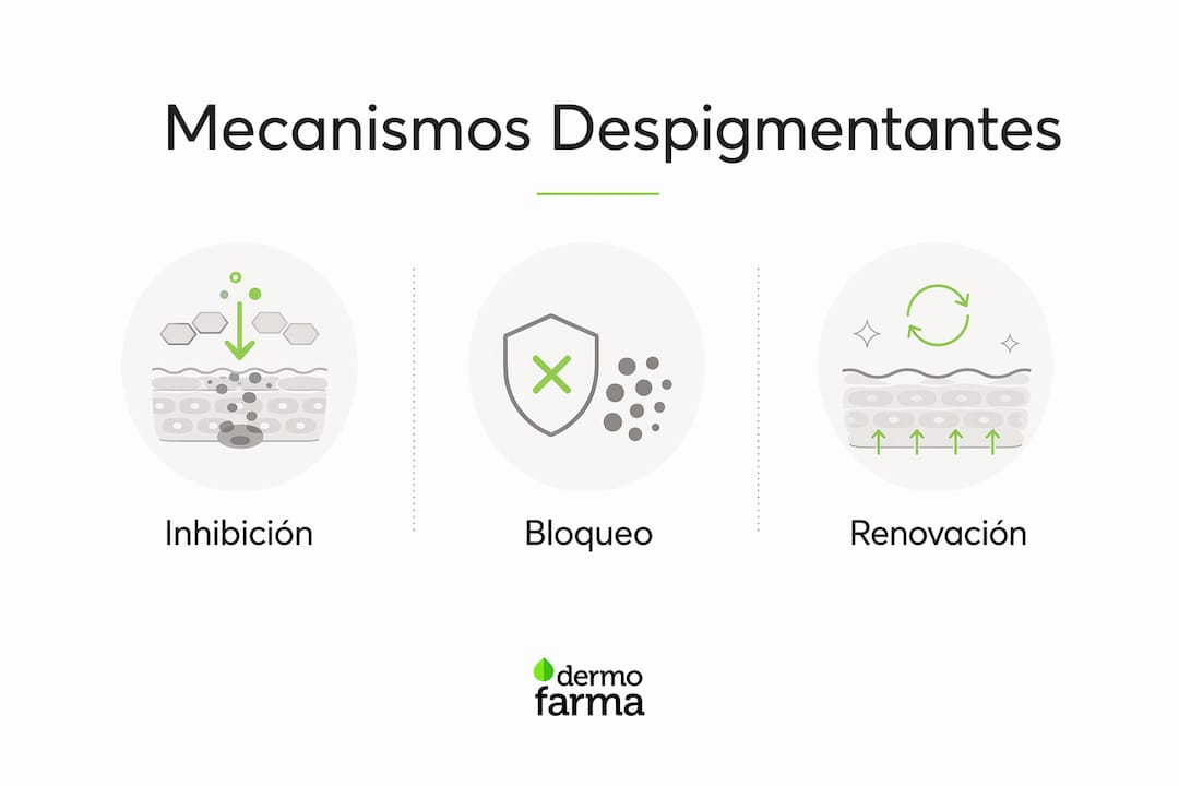 Infografía sobre cómo actúan los ingredientes despigmentantes en la piel