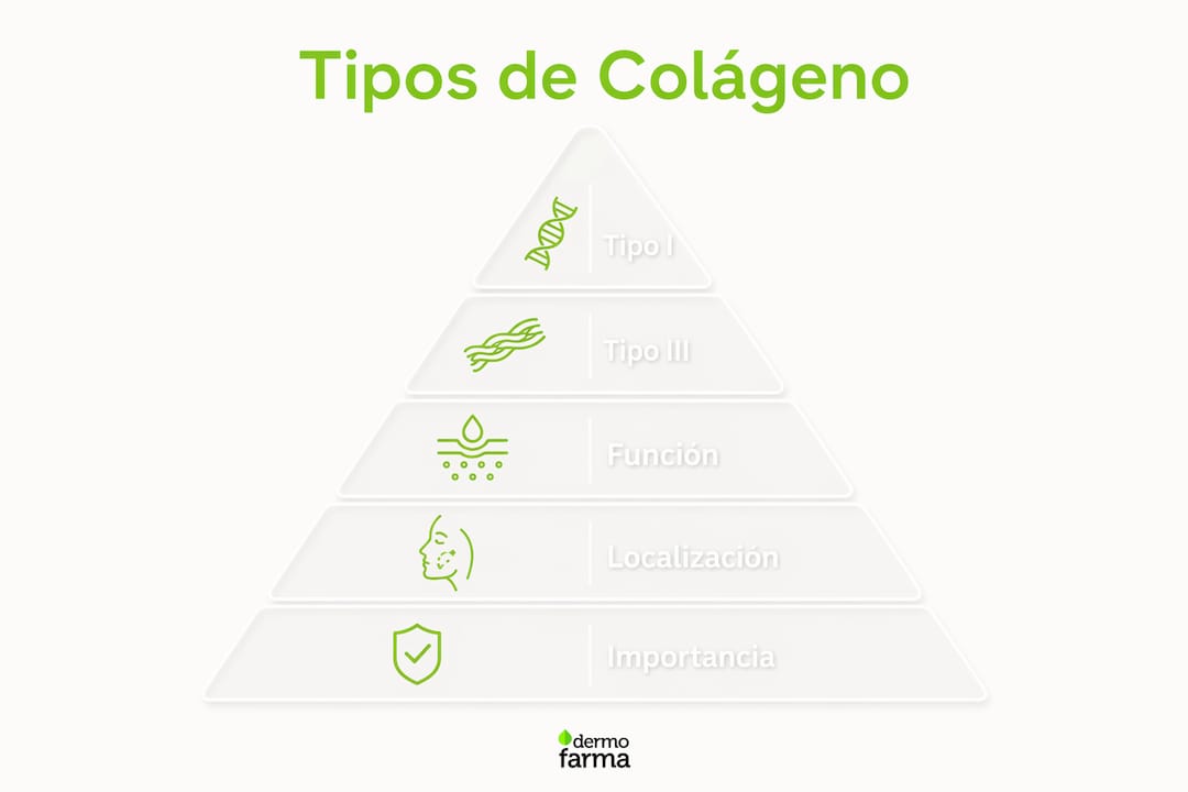 Infografía sobre los diferentes tipos de colágeno y su papel en la salud de la piel