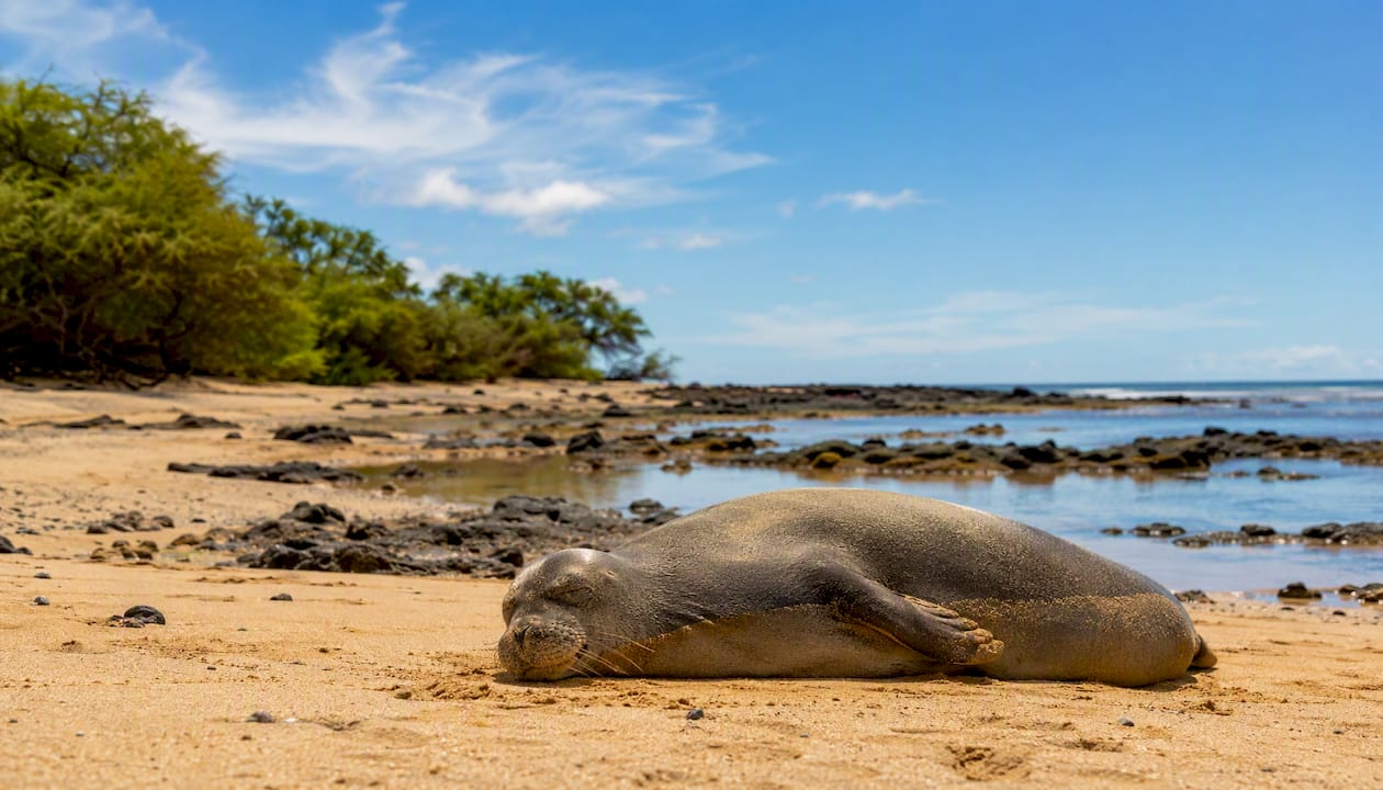 Hawaiian monk seal resting on sandy beach