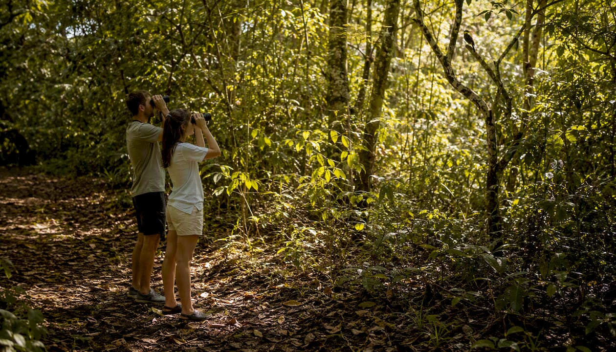 Visitor observing wild bird from distance on forest trail