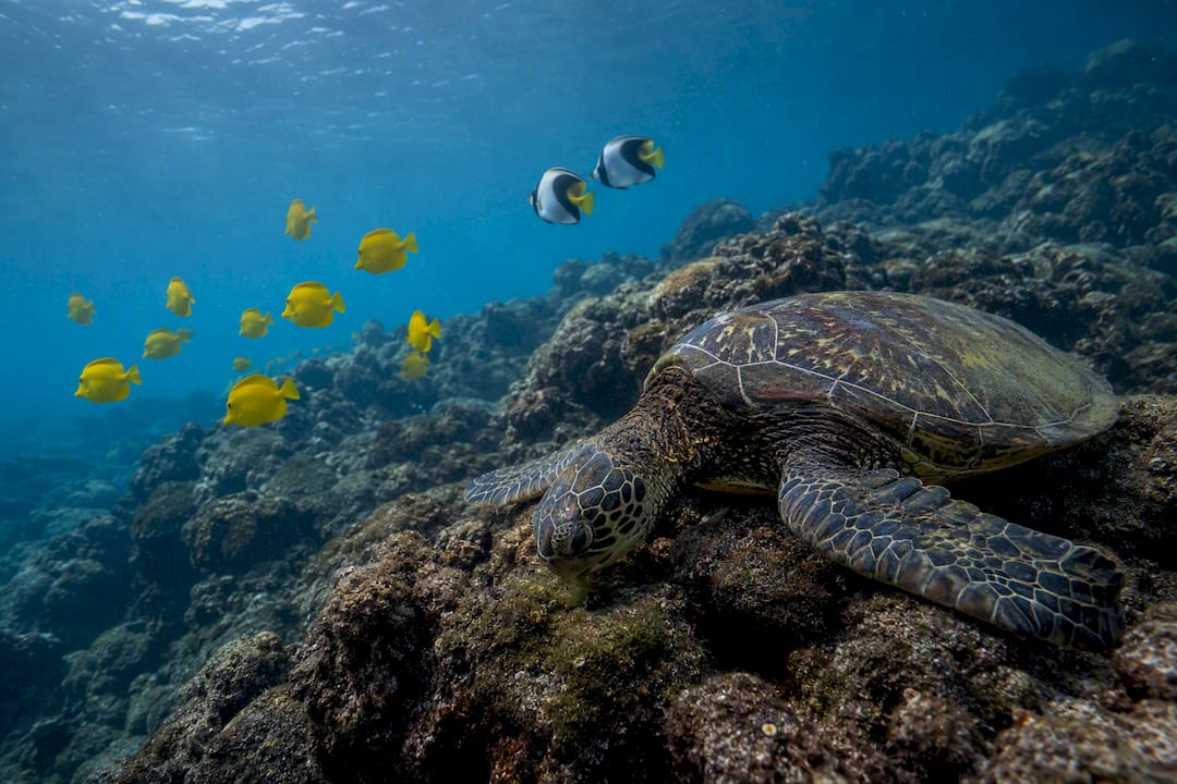 Green sea turtle among colorful reef fish
