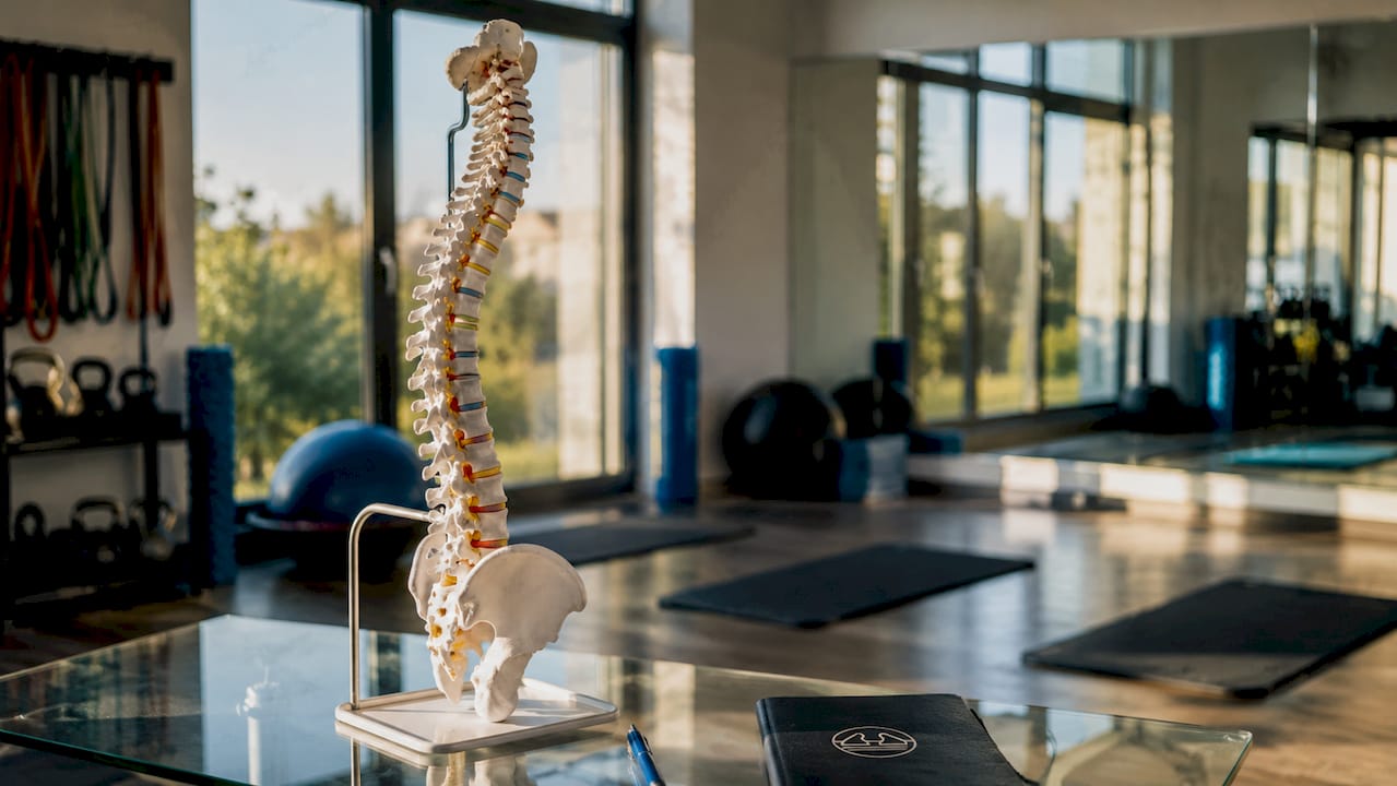 1781171480495 Anatomical Spine Model Showing Vertebrae And Discs Anatomical spine model showing vertebrae and discs