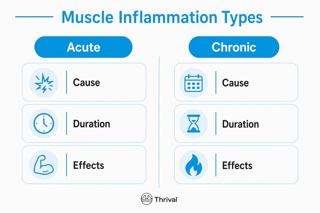 1781239556866 Infographic Comparing Acute And Chronic Muscle Inflammation Infographic comparing acute and chronic muscle inflammation