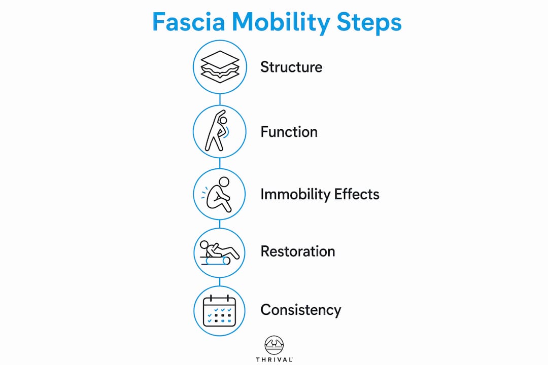 Infographic showing fascia mobility key steps