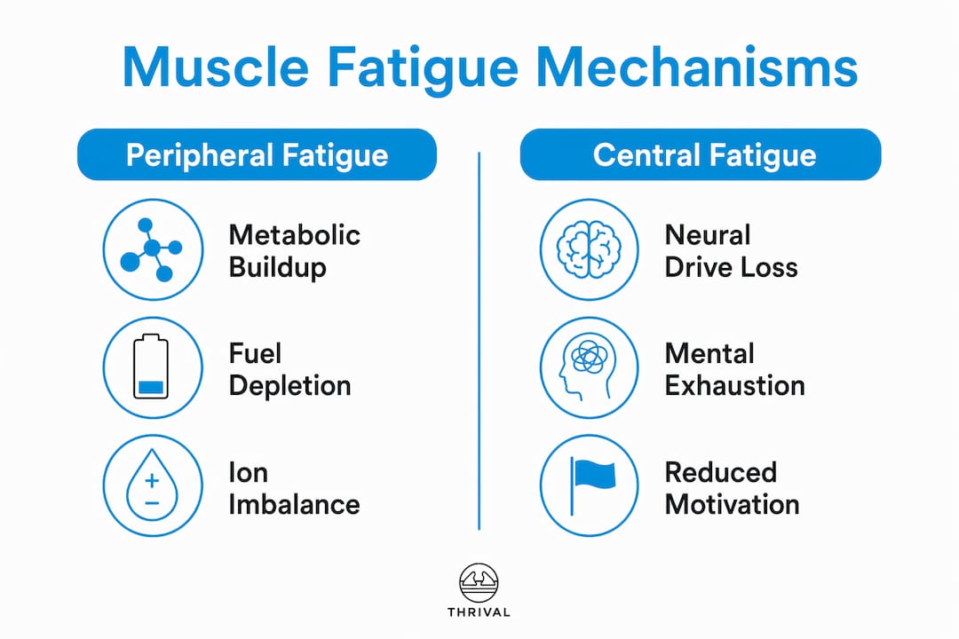 1784012351252 Infographic Comparing Peripheral And Central Muscle Fatigue Infographic comparing peripheral and central muscle fatigue