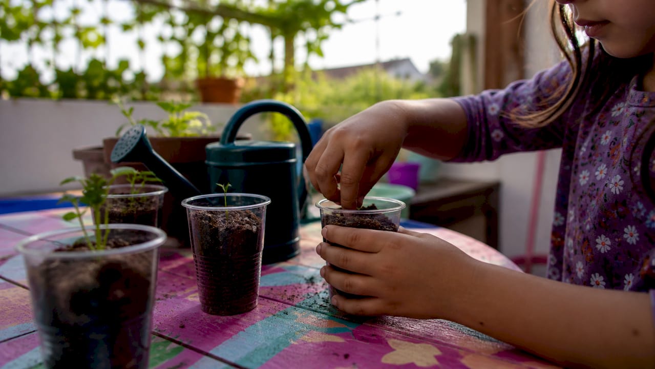 Child hands planting seed in cup for germination