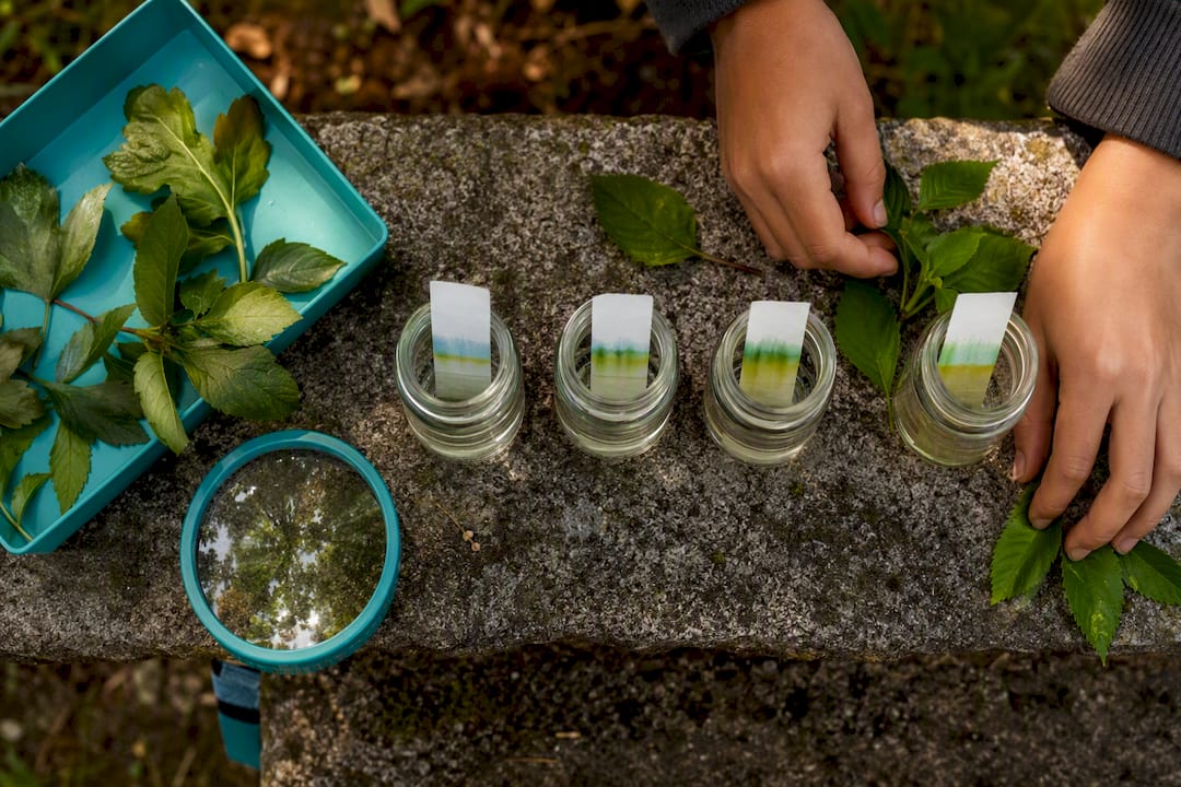 Leaf pigments separating in glass jars