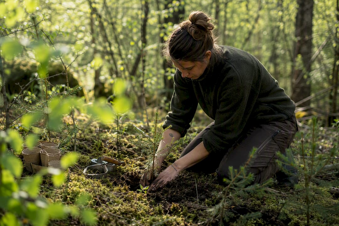 Mit viel Sorgfalt setzen Hände junge Bäume in den Waldboden, um neues Leben wachsen zu lassen.