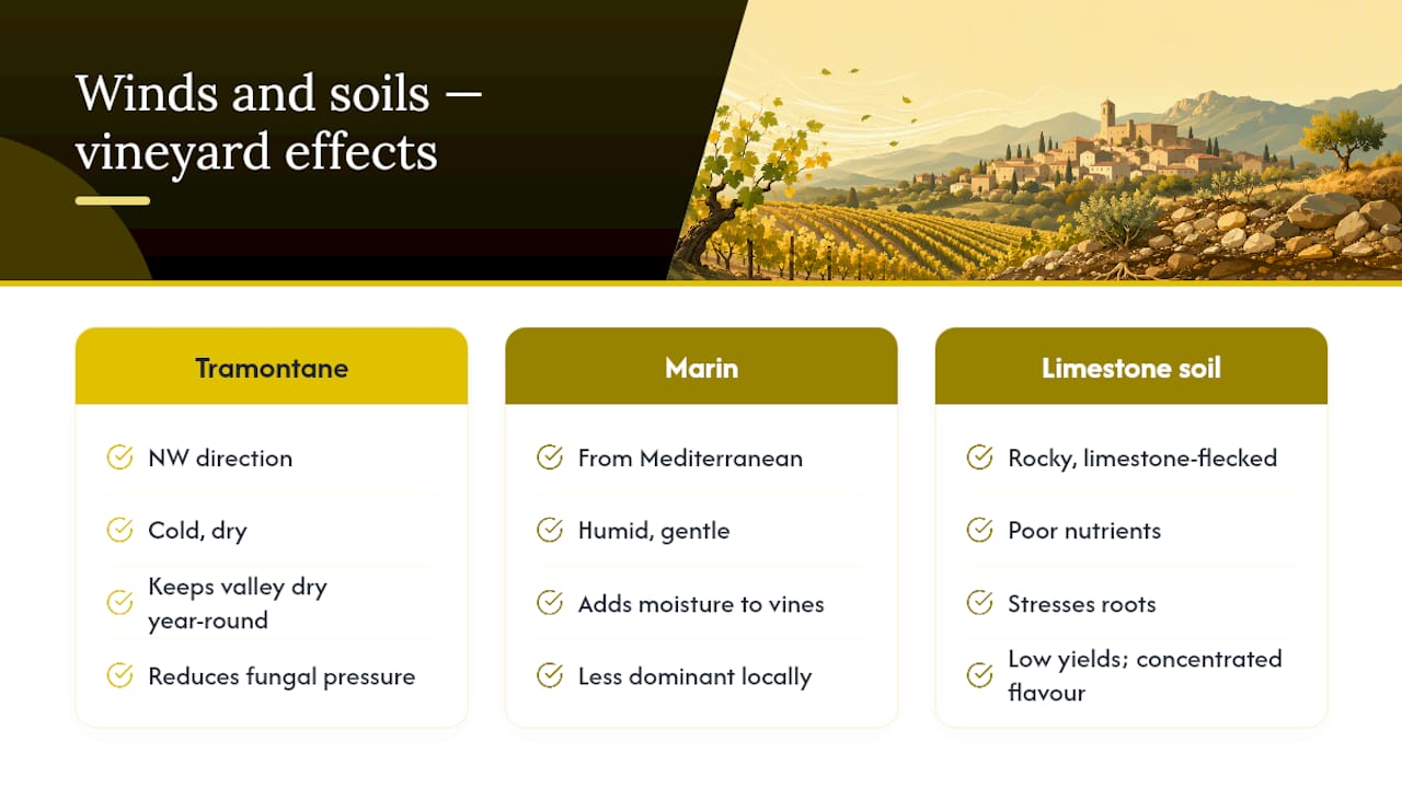 Tramontane, Marin and limestone terroir relationships