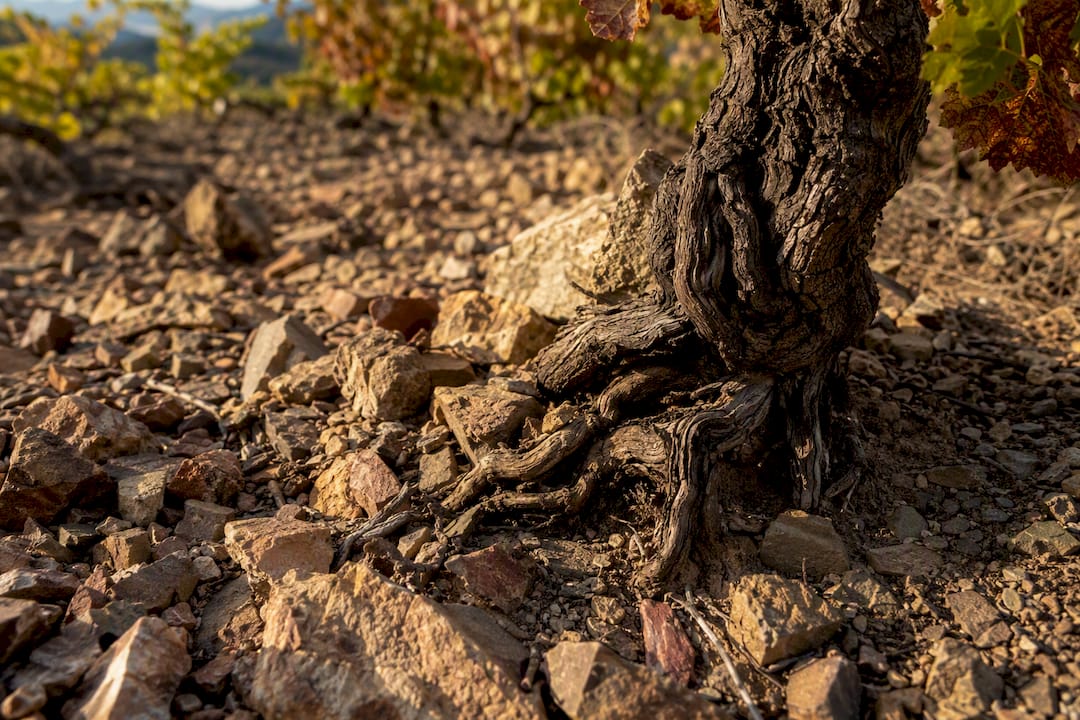 Old Grenache vine in stony soil