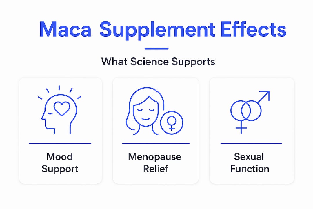 Infographic summarizing maca supplement scientific benefits
