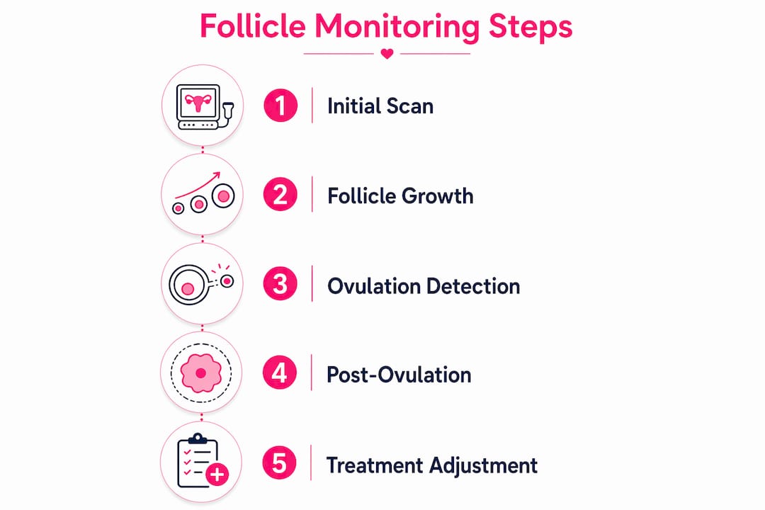 Infographic illustrating follicle monitoring step-by-step process