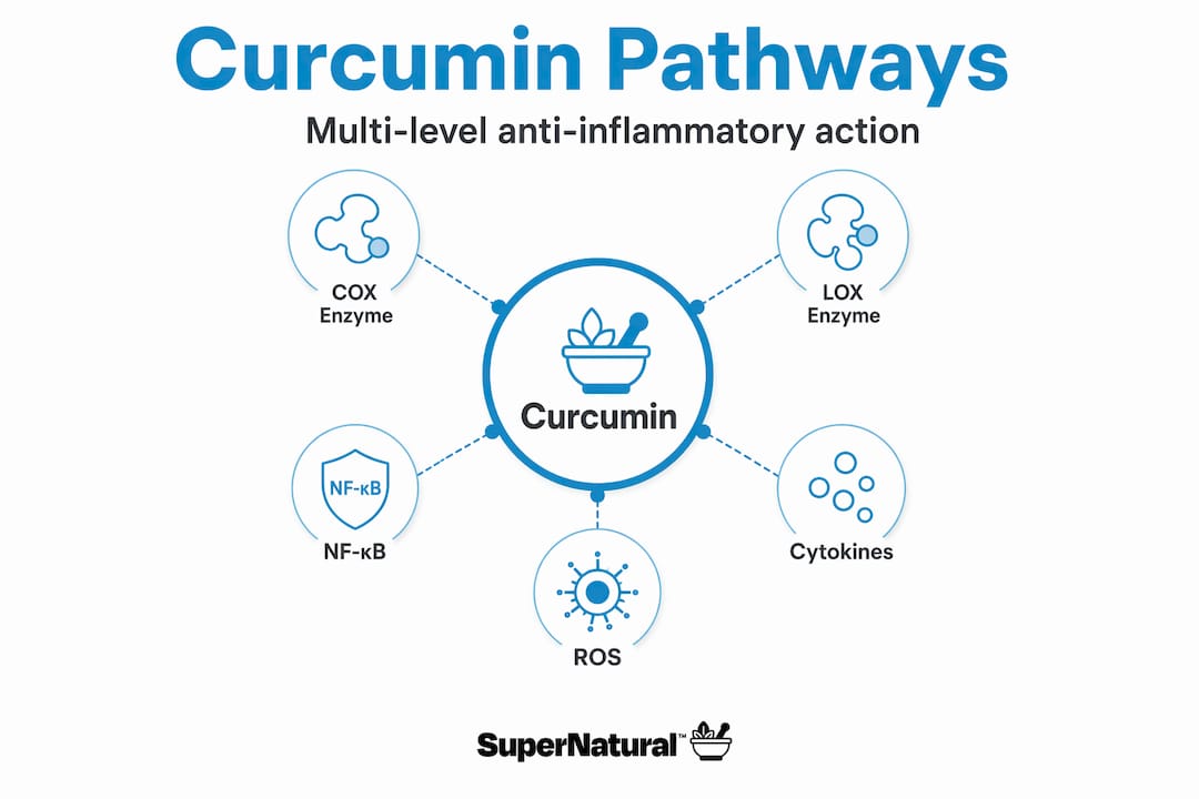 Hierarchy infographic of curcumin pathways