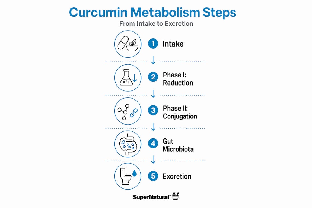 Infographic outlining curcumin metabolism process in steps