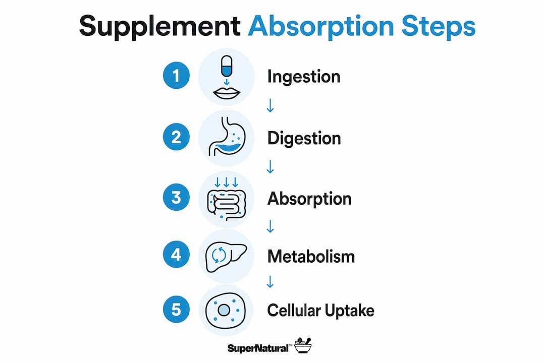 Infographic outlining supplement absorption stages