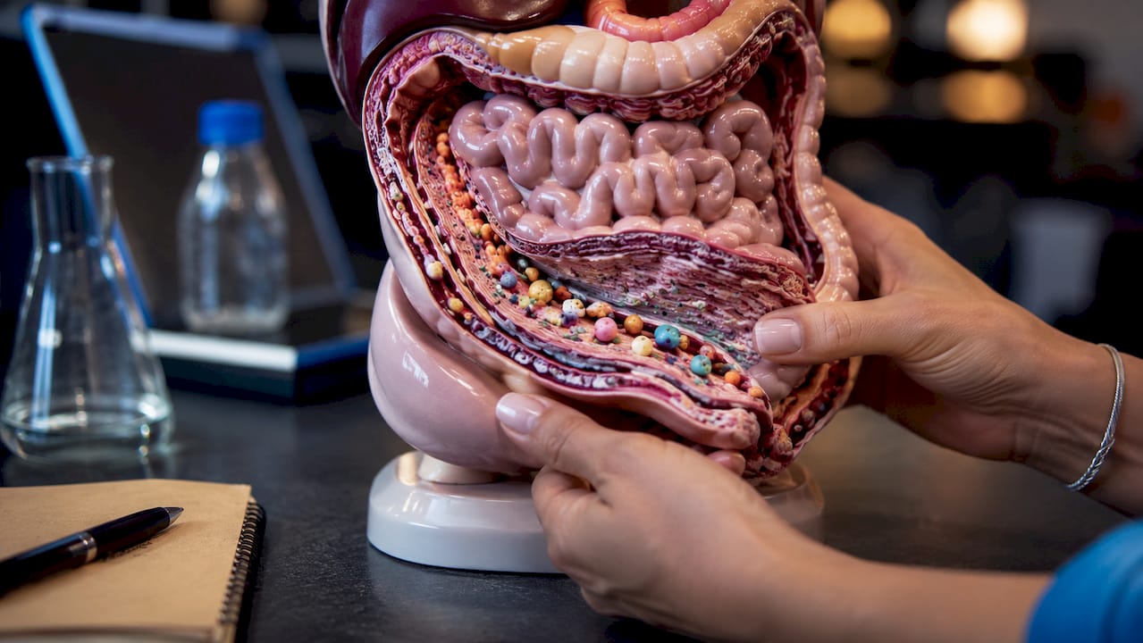 Close-up digestive model showing nutrient absorption