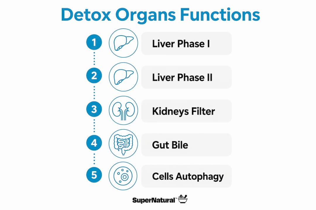 Infographic showing key detox organ functions